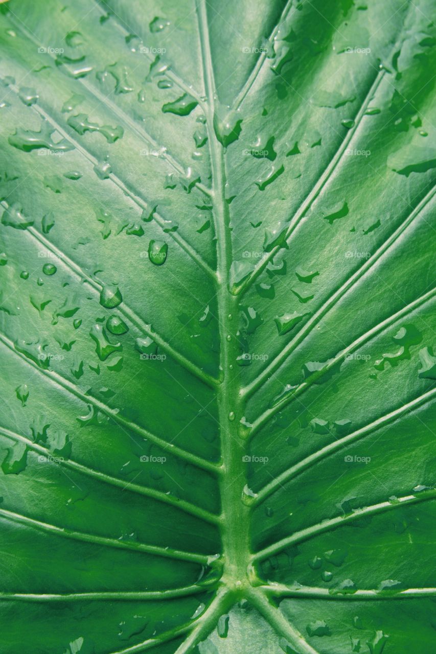 Leaf, Flora, Growth, No Person, Vein