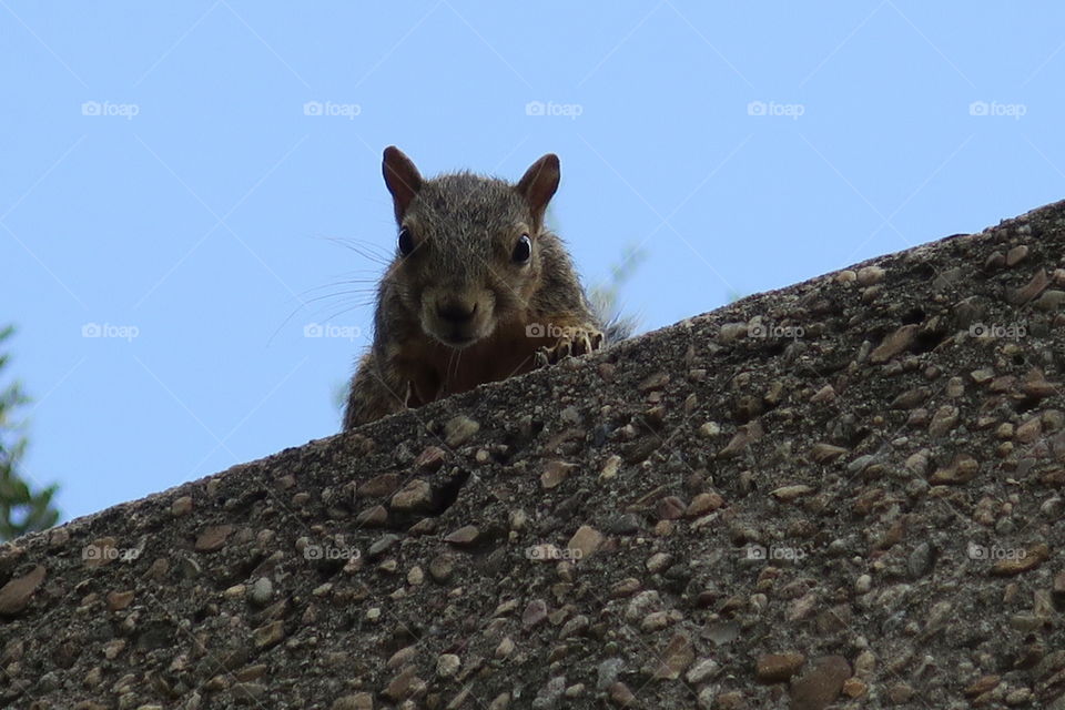 squirrel on top of stone top