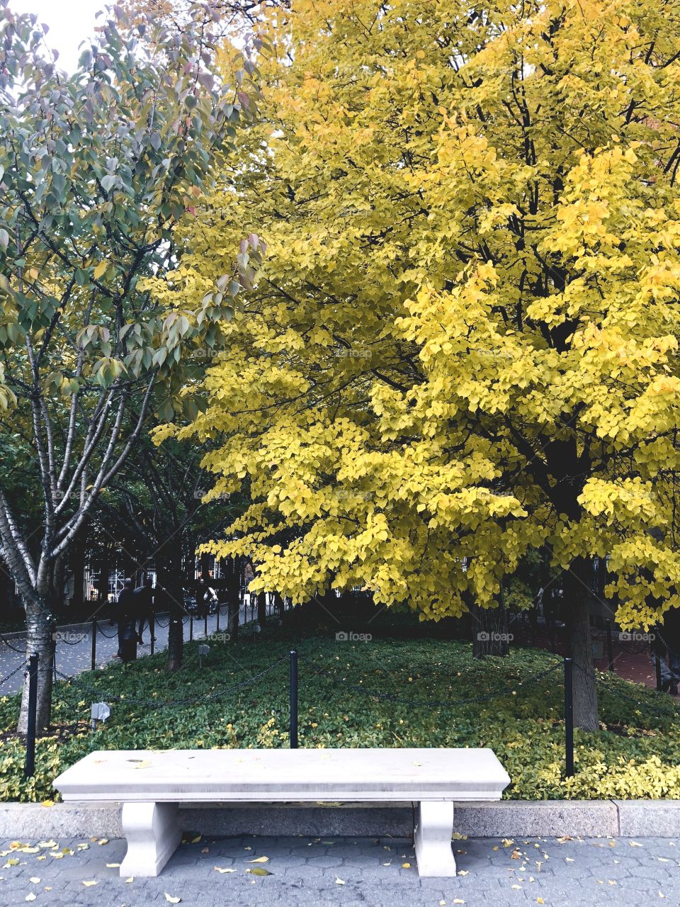 bench during autumn
