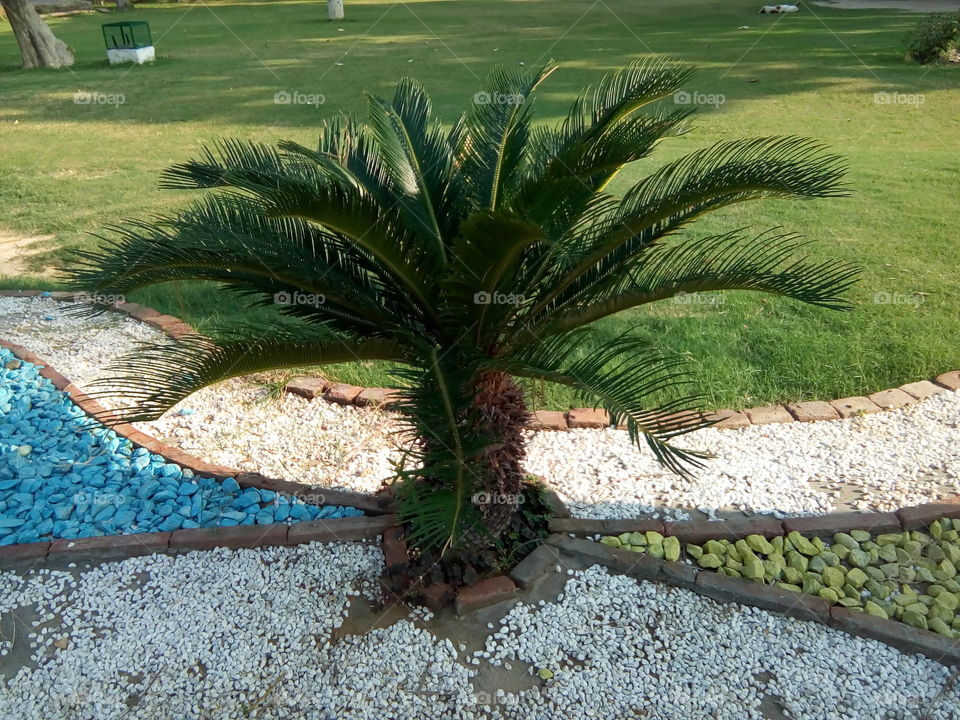 a beautiful plant in a garden