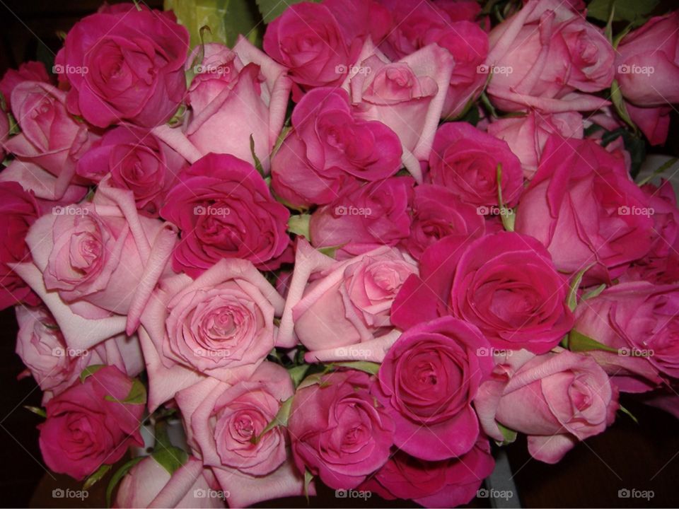 Bundle of pink roses. 