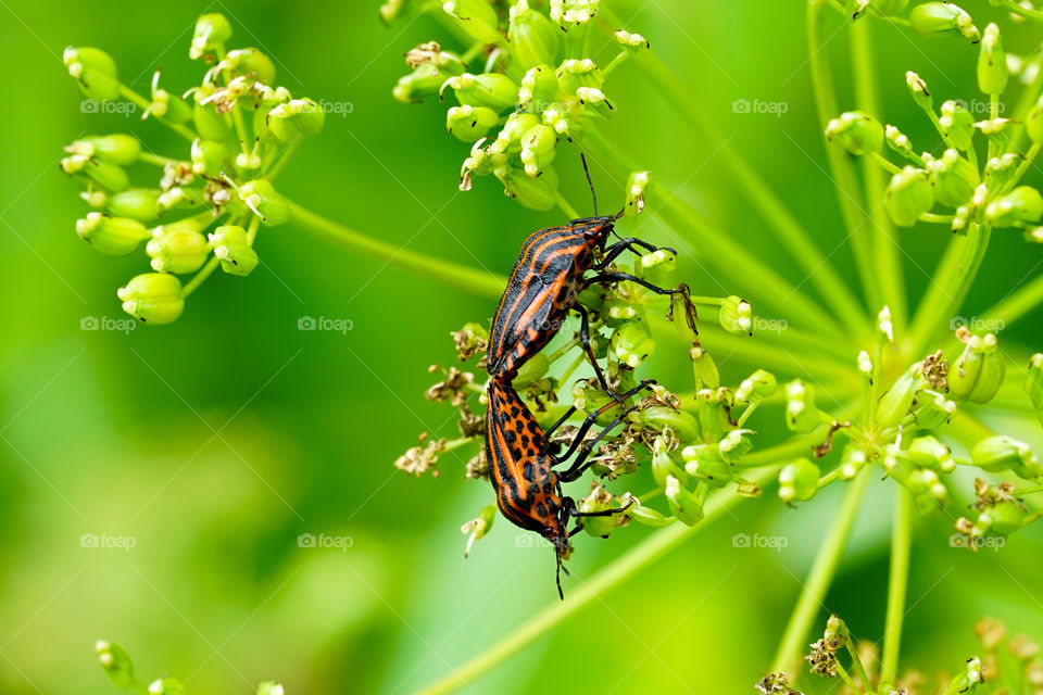 closeup view of the italian striped bug graphosoma lineatum italicum mating on blurred green background