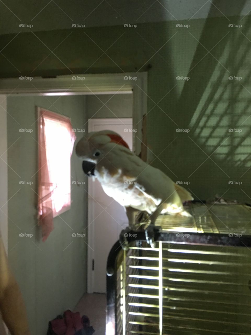 Lavie our male salmon created cockatoo in the day light 
