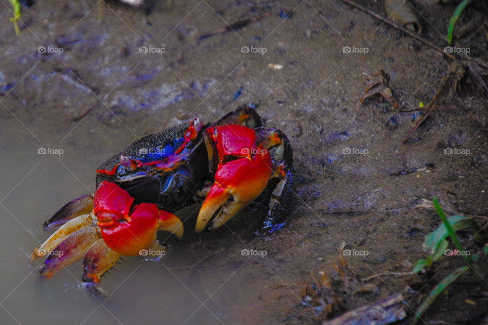 Little red crab