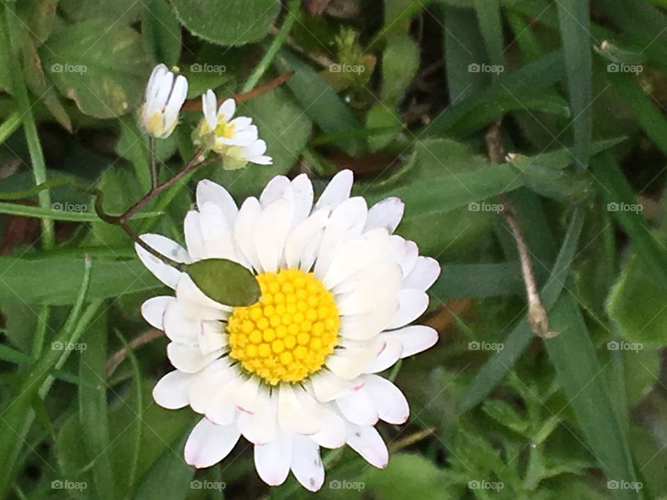 White flower