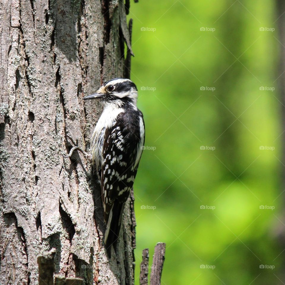 tree hugger. hairy Woodpecker enjoying a sunny spring day