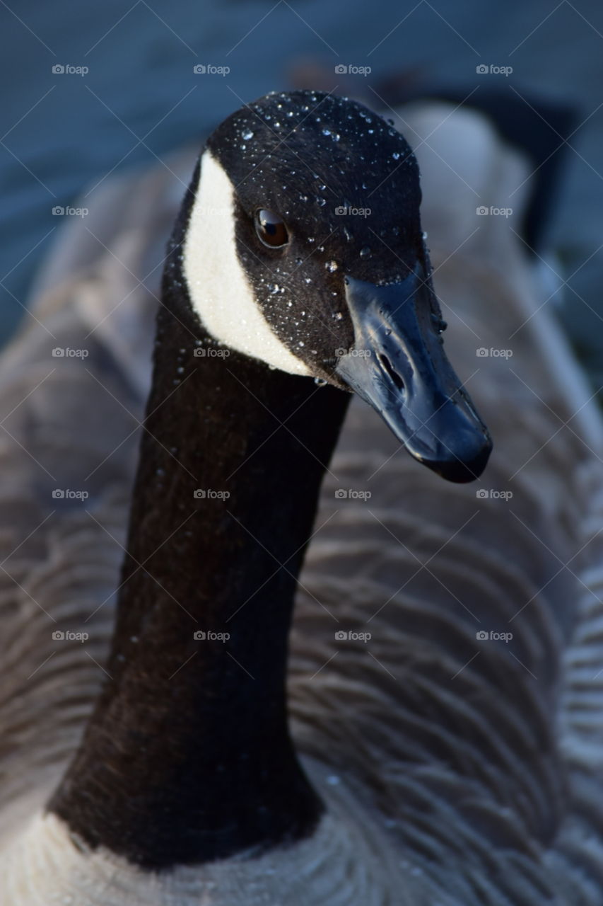 Goose portrait