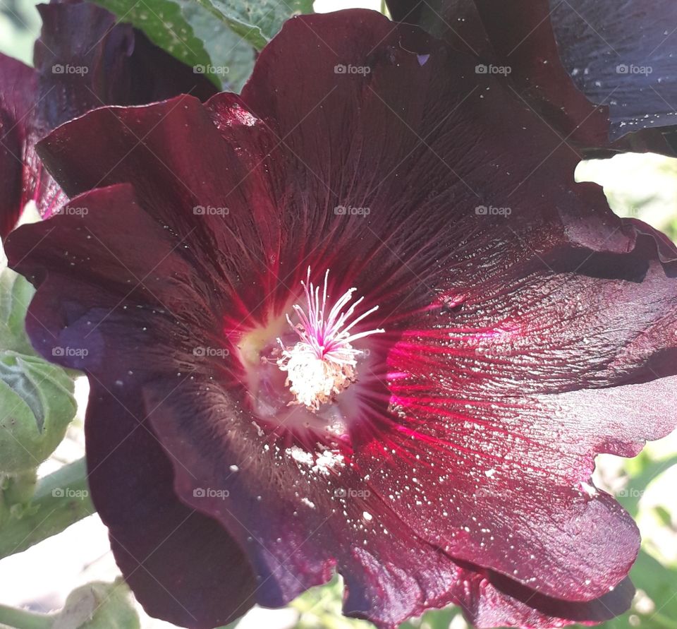 black mallow in the sunshine