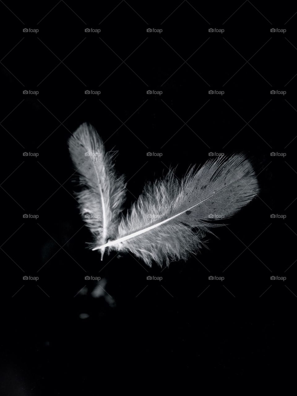 Feather