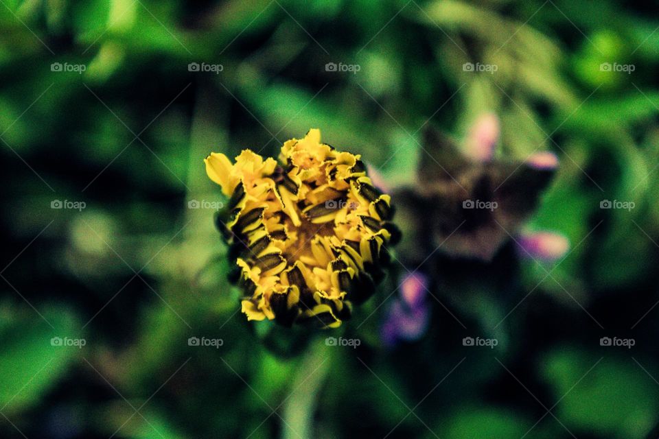 dandelion opening up as the sun begins to rise