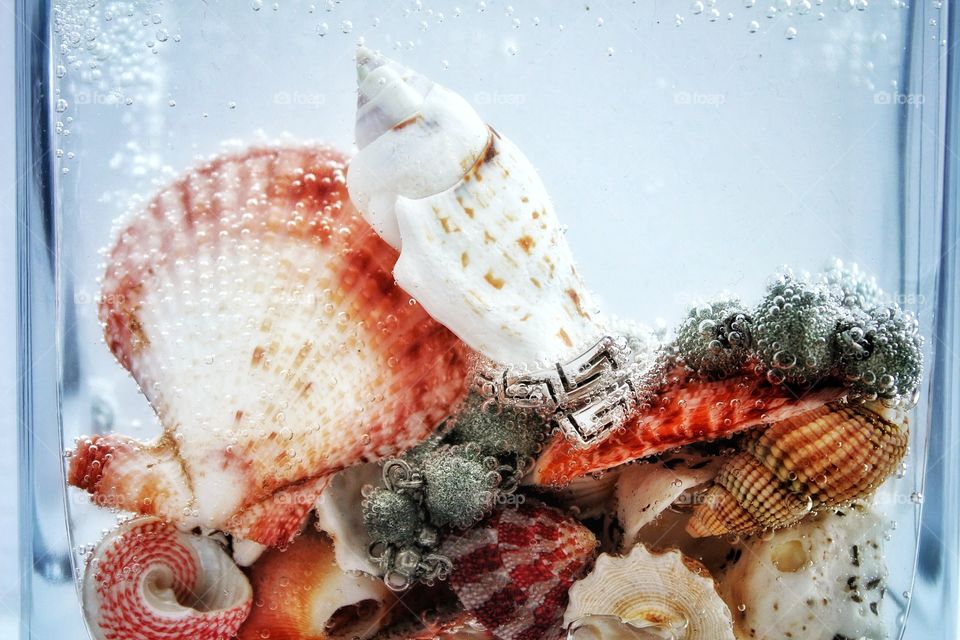 Collection of seashells