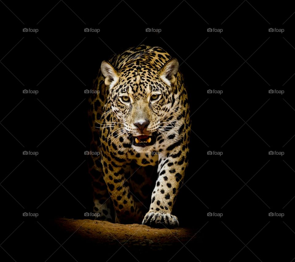 3d lepard