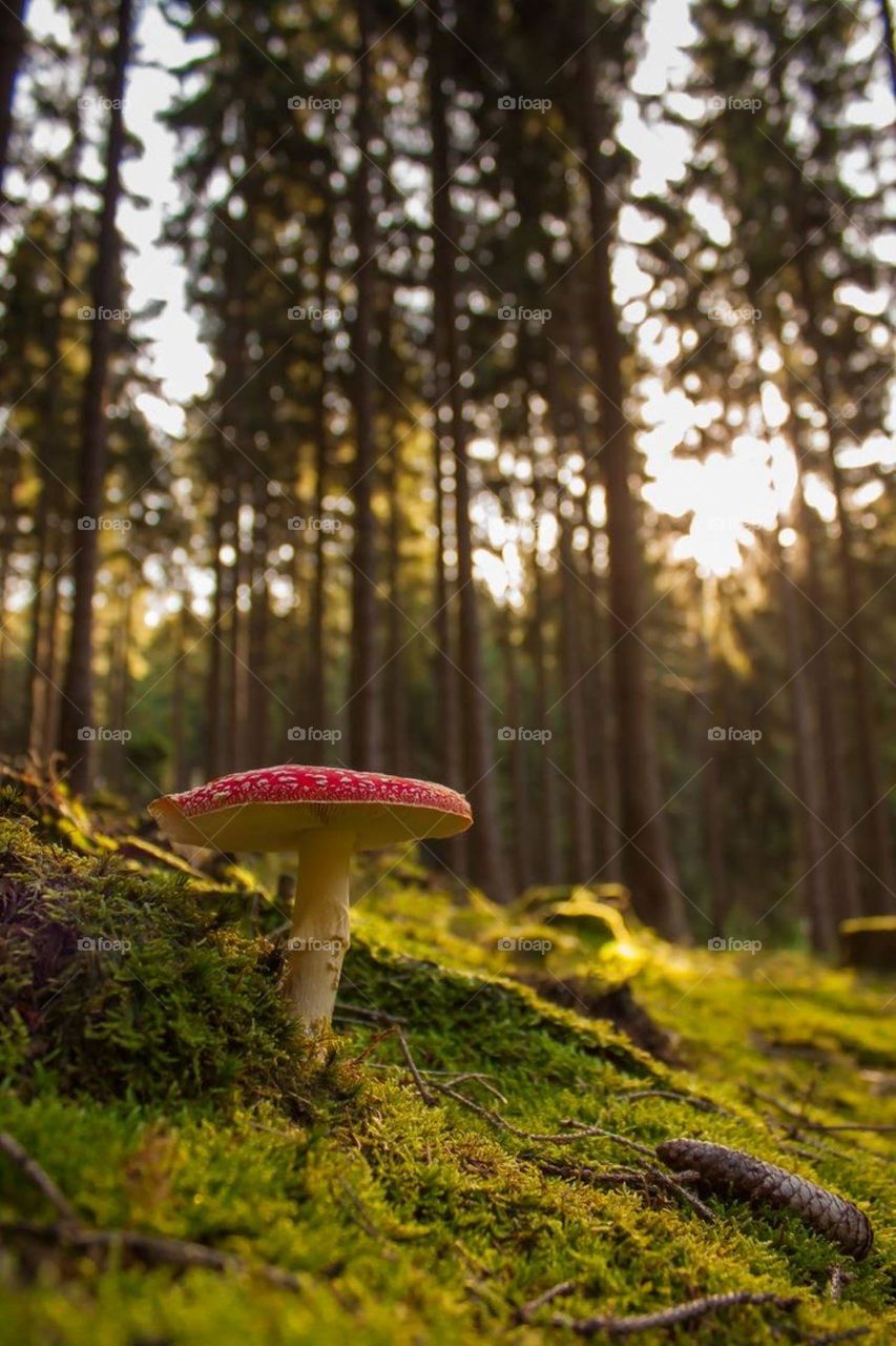 Mushroom in the forest