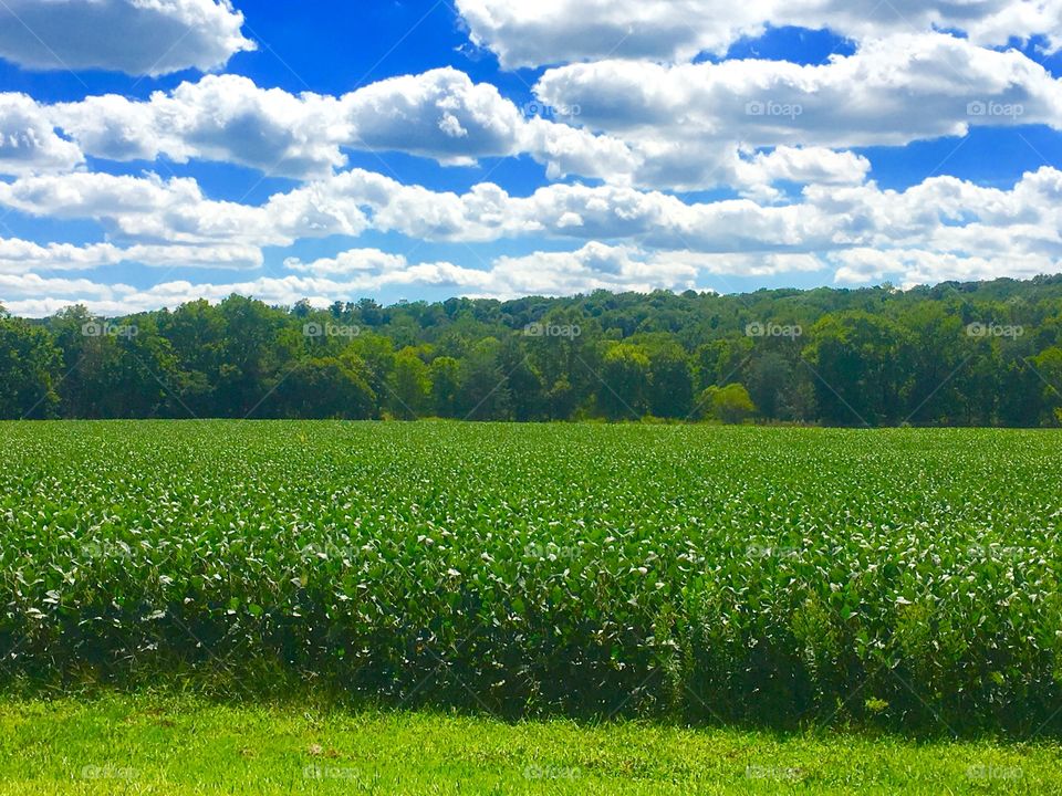 Farm land. Ohio