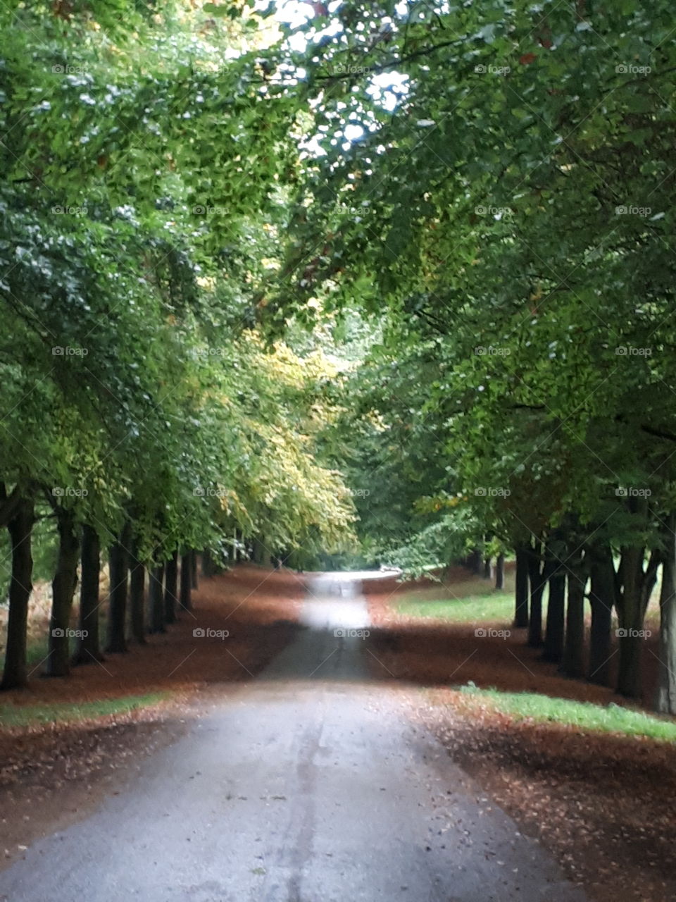 Autumn Road