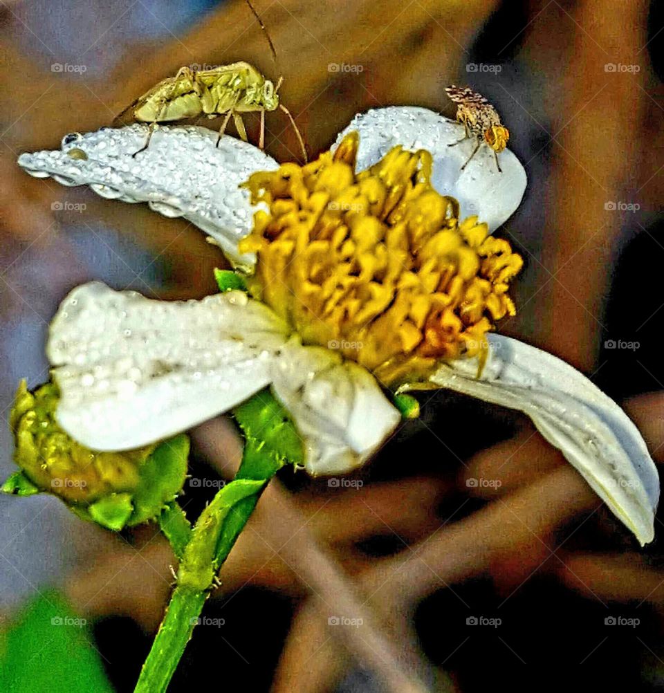 wildflower with bugs on the petals