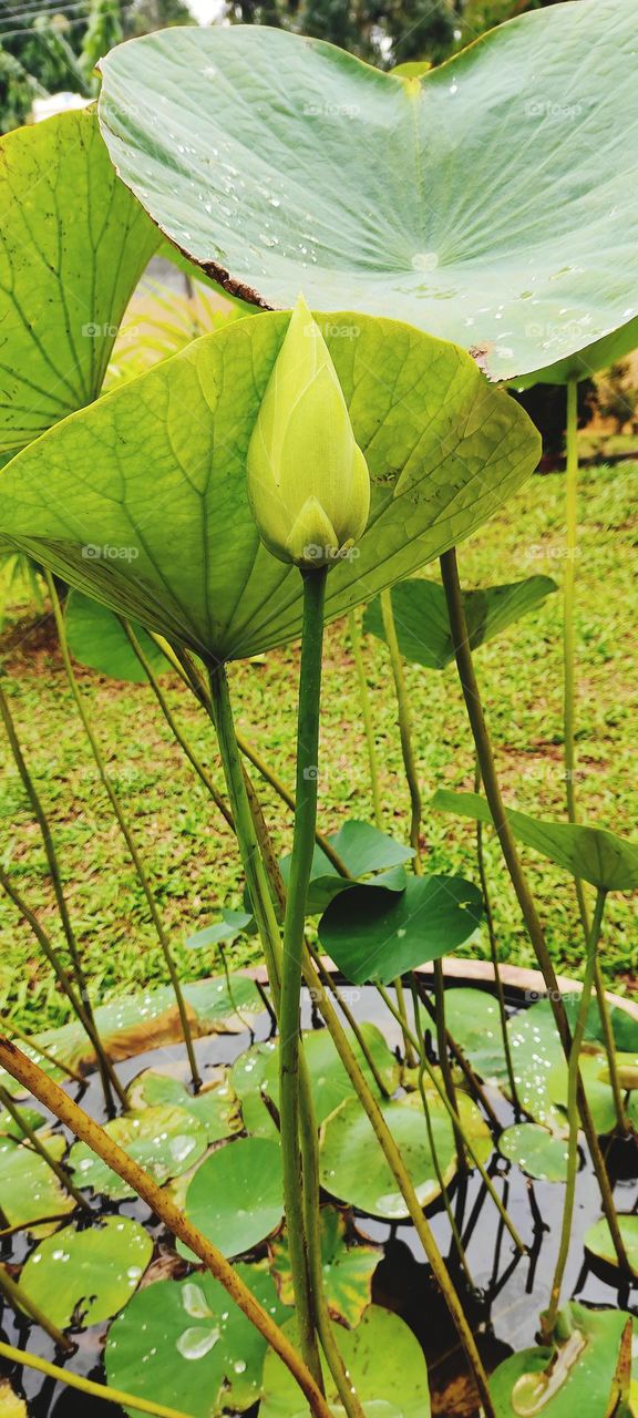 syamf41@gmail.com paypal help me