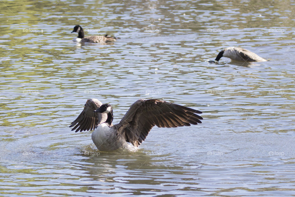 Goose swimming flapping 