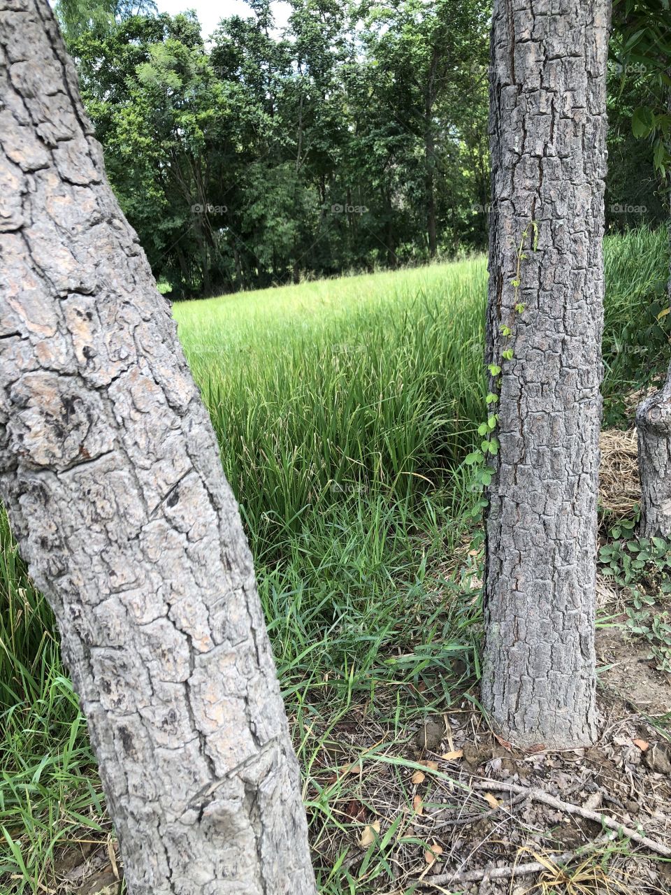 The green color stories, Countryside ( Thailand 🇹🇭