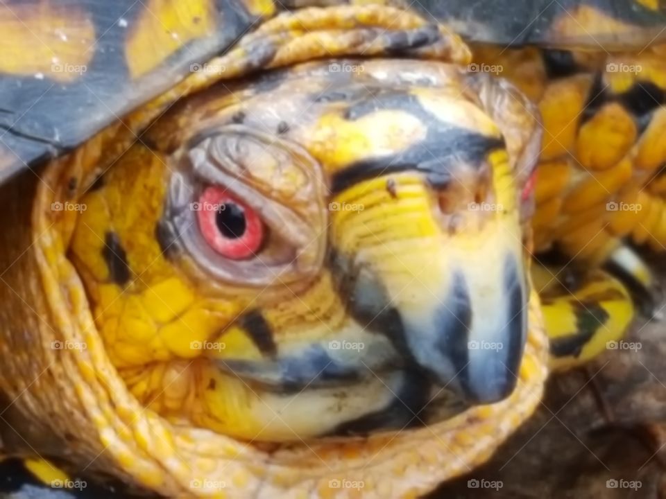 Box Turtle