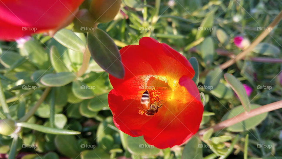Honey bee on Red flower