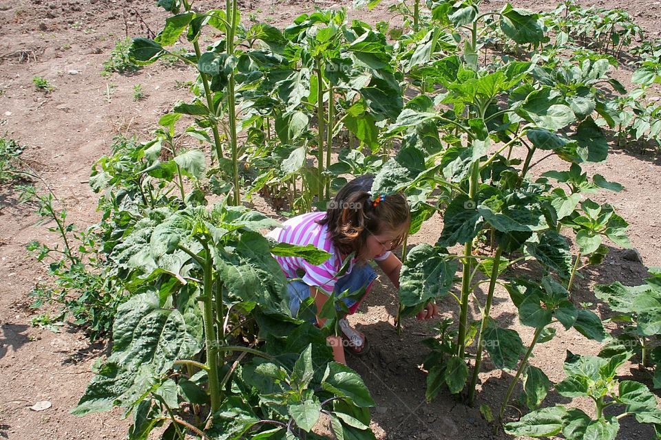 Child gardening in flowerbed.