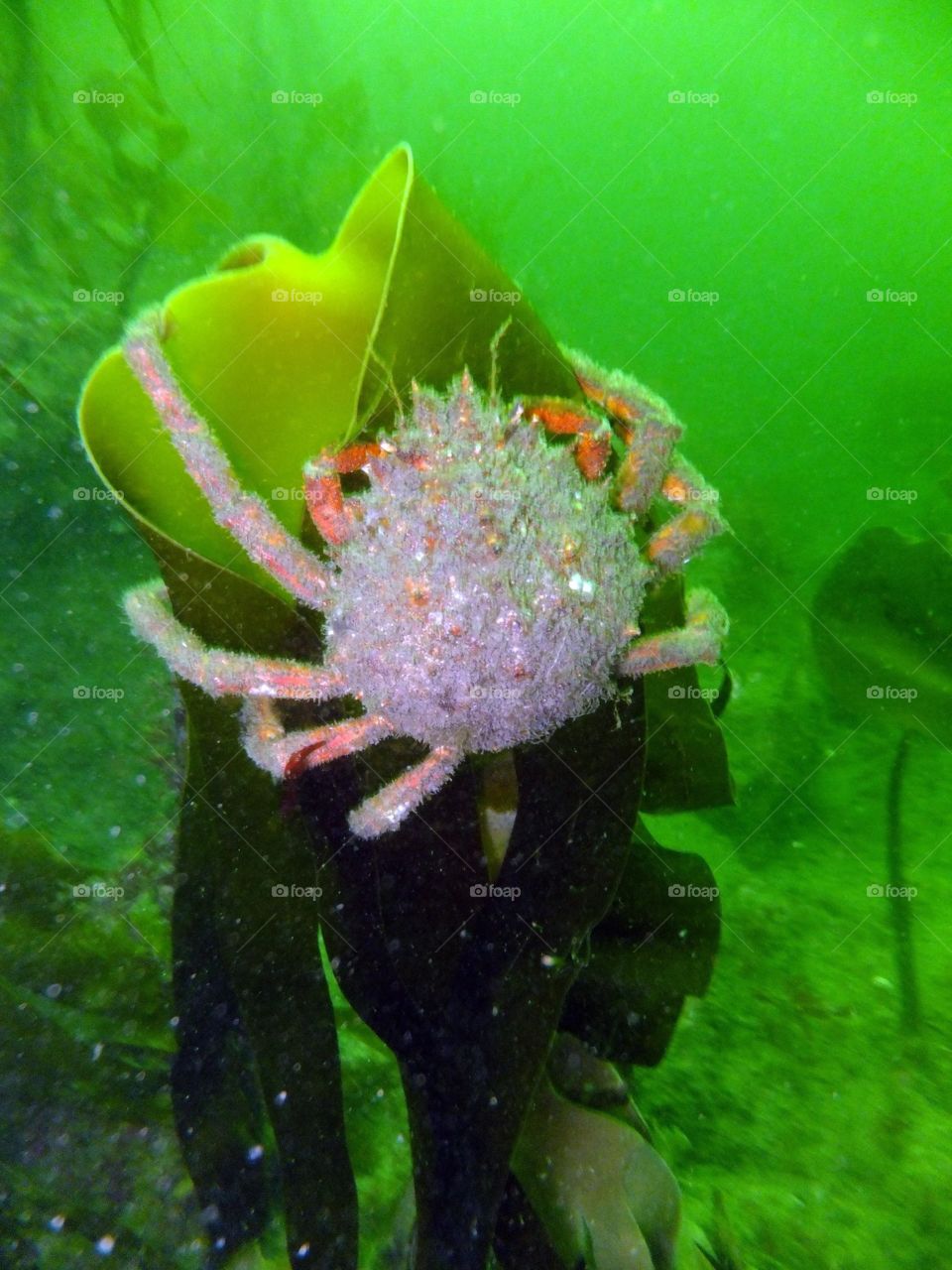 St Abbs Spider Crab