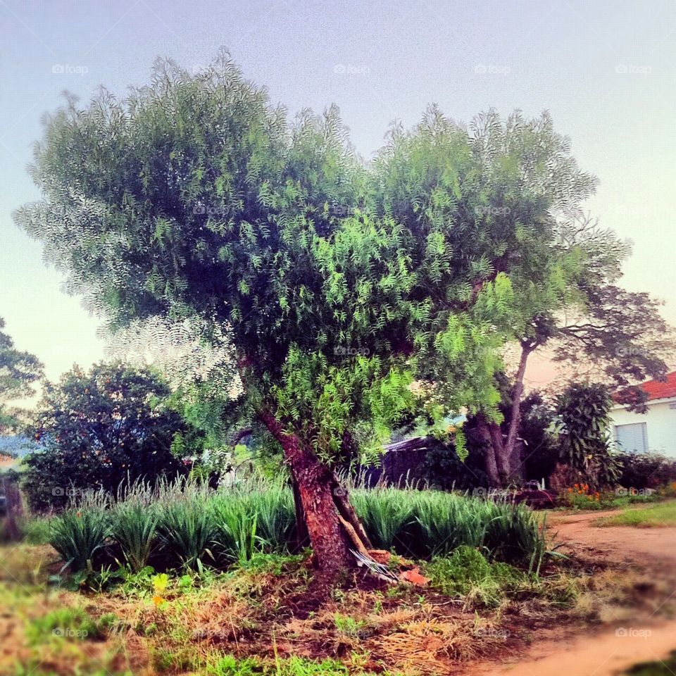 Essa é a melhor #foto que já tirei até hoje: a #árvore com galhos em forma de coração!
❤️🌳
#Fotografia é nosso #hobby!
#paisagem #natureza #inspiração