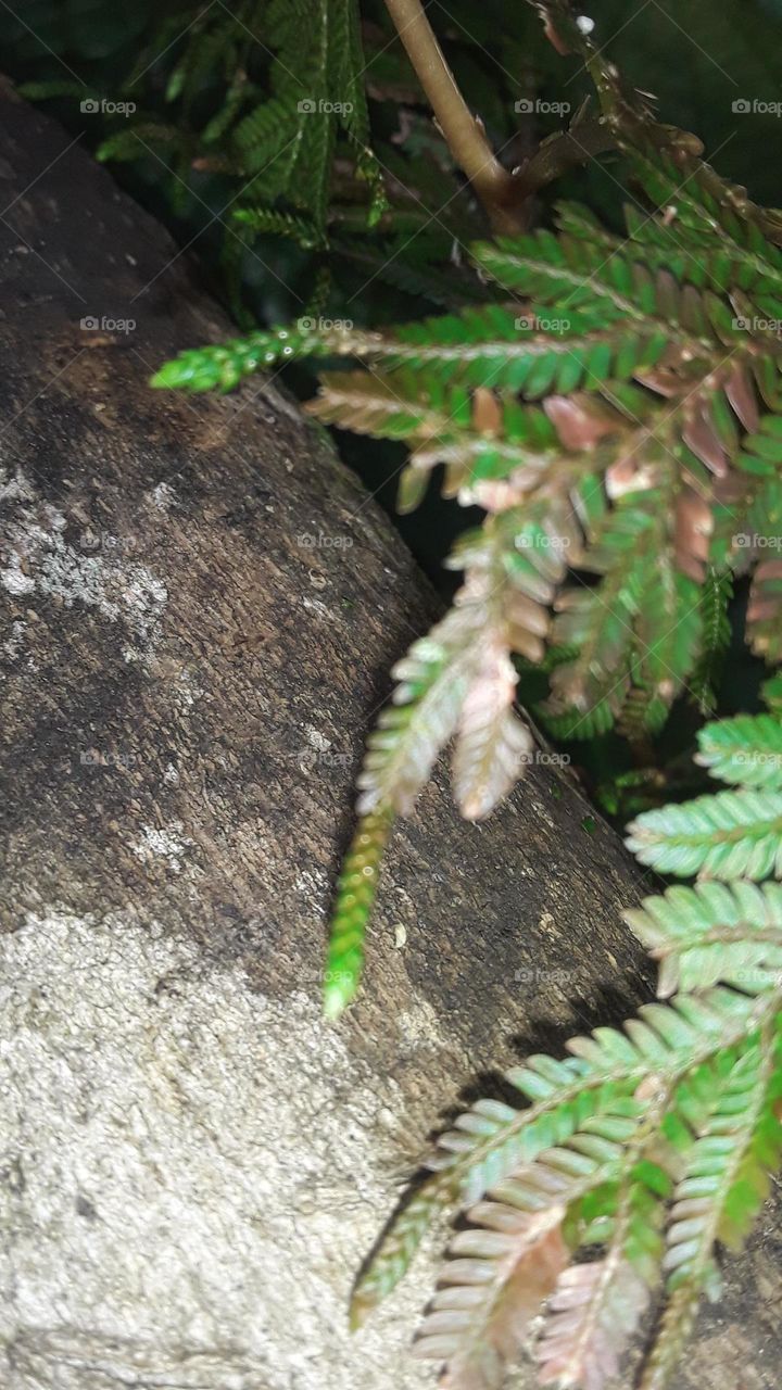 best poto alang alang