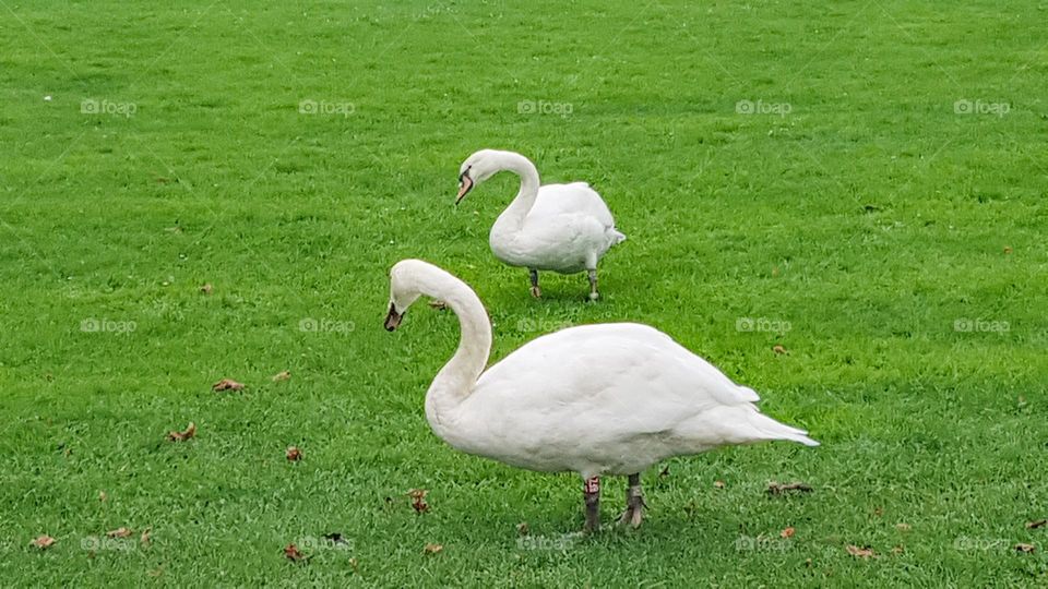 Swans