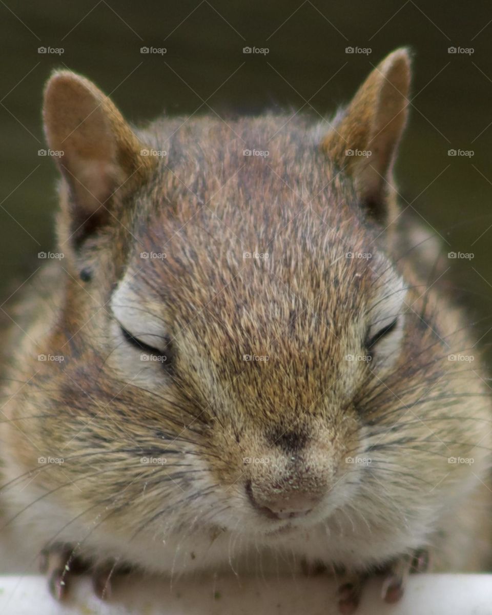 Peace Comes from Within; Chipmunk in a peaceful position