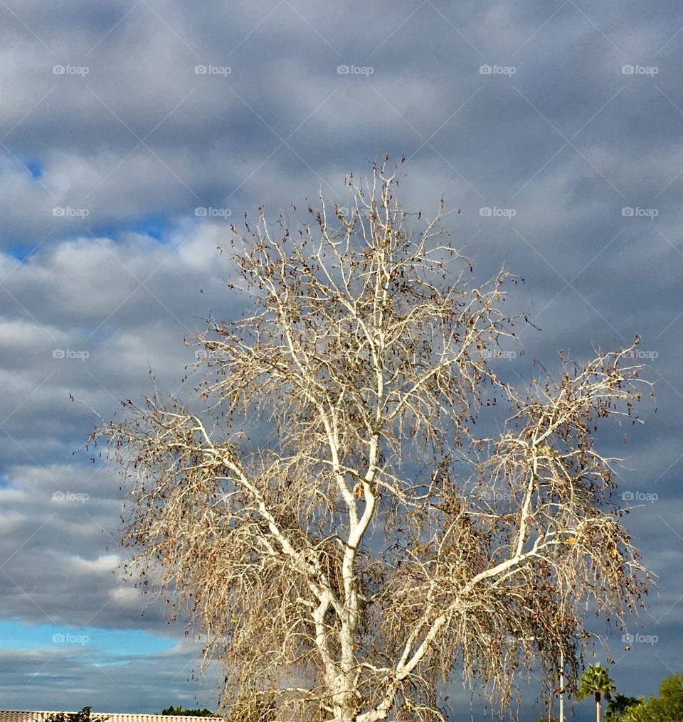 Tree against clouds