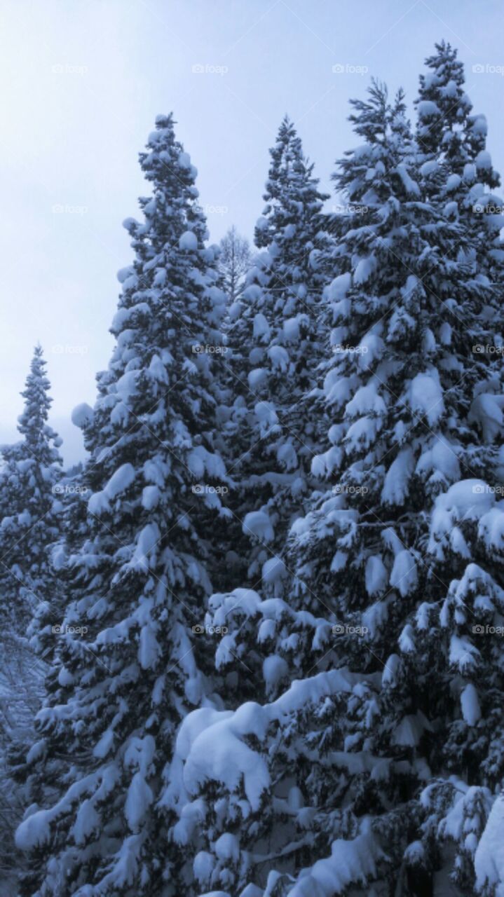 Snow covered trees