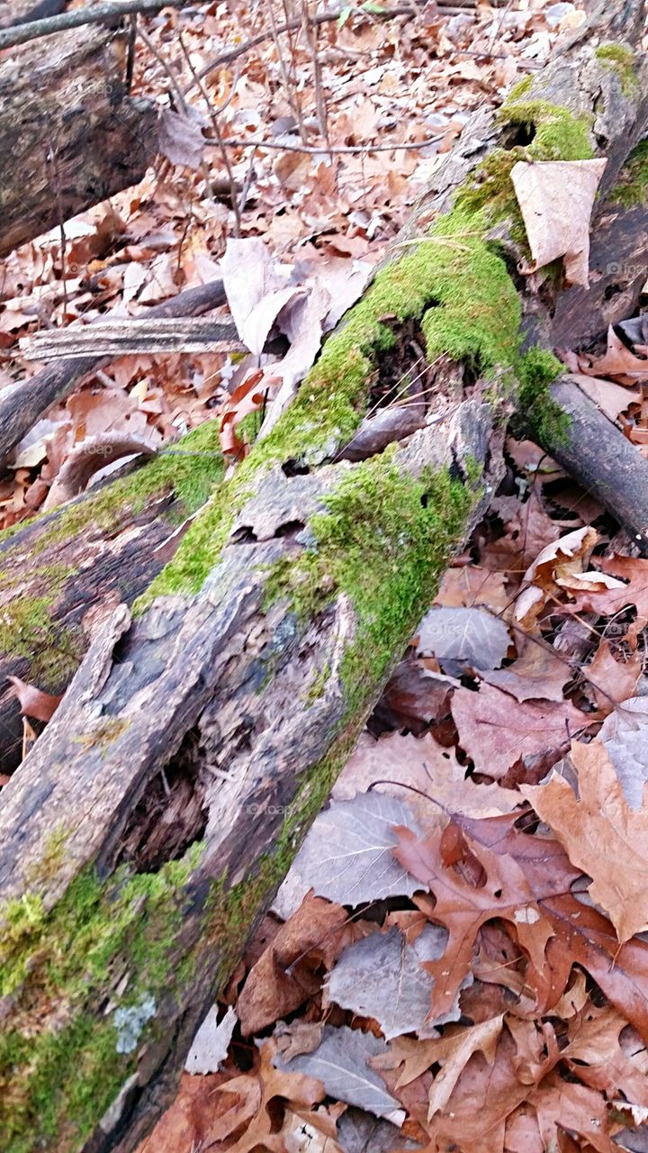 Mossy Log