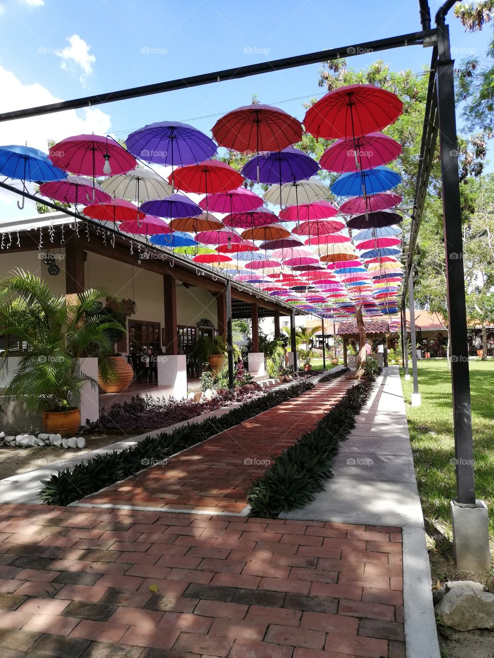 Libélula, San Pedro Sula, Honduras