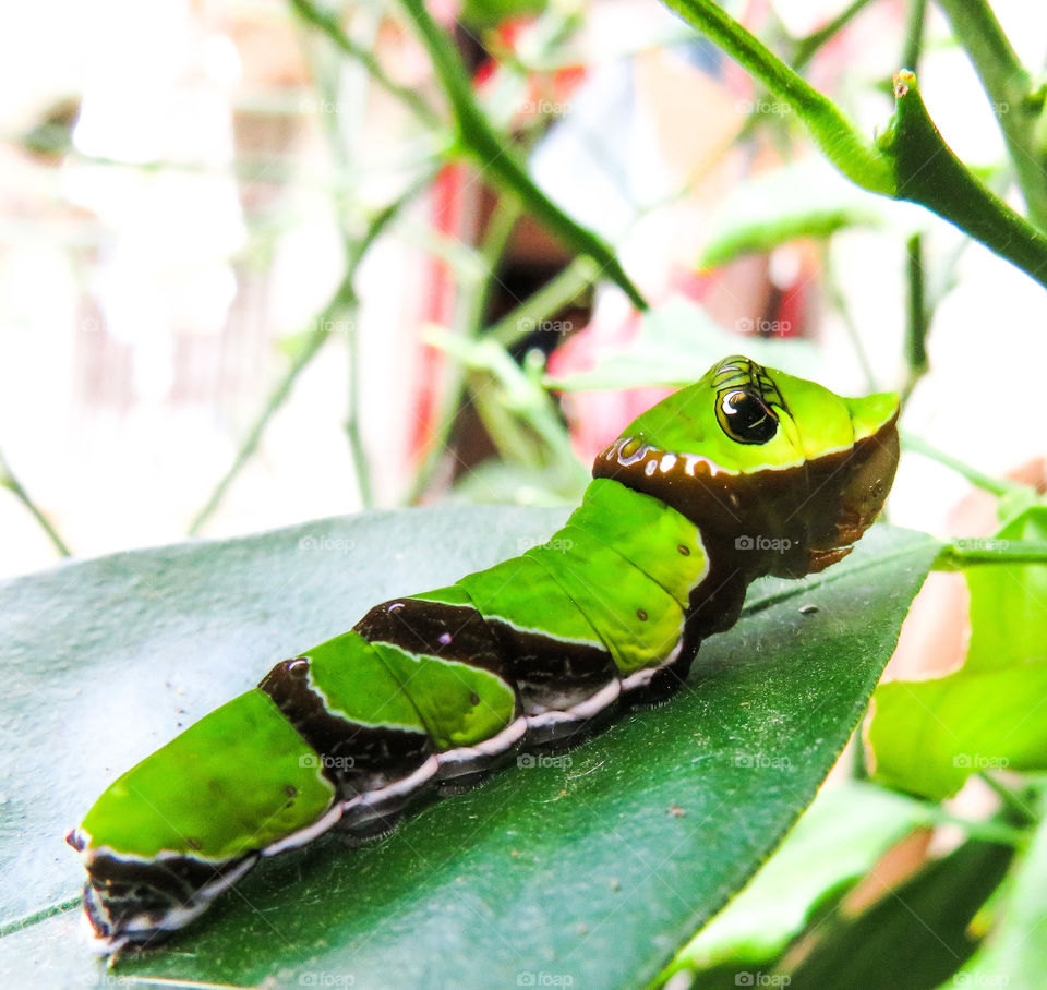 The little caterpillar on the leaf.