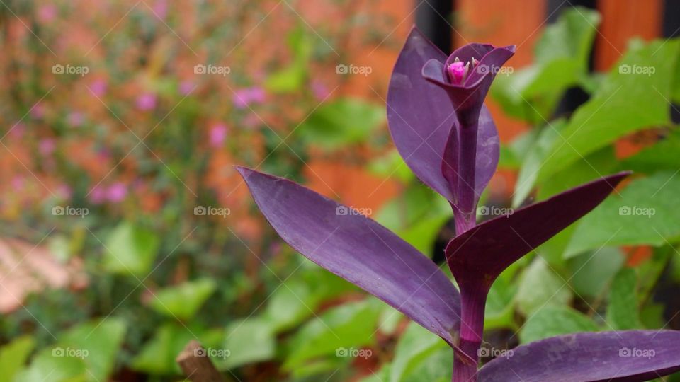 Tradescantia Pallida or better known as Adam Hawa or also called Purple Heart, is a type of ornamental plant that is cheap, easy to care for and easy to reproduce