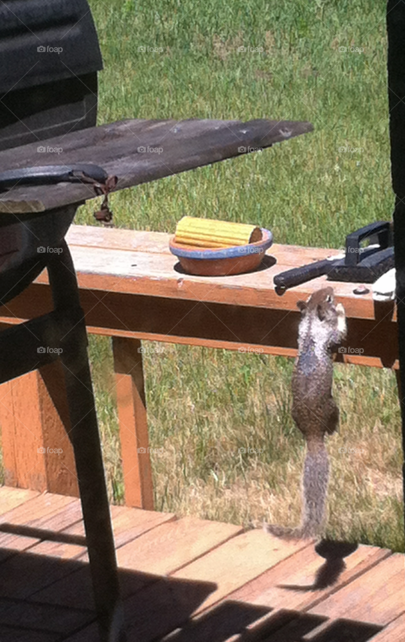 Squirrel on Deck 1