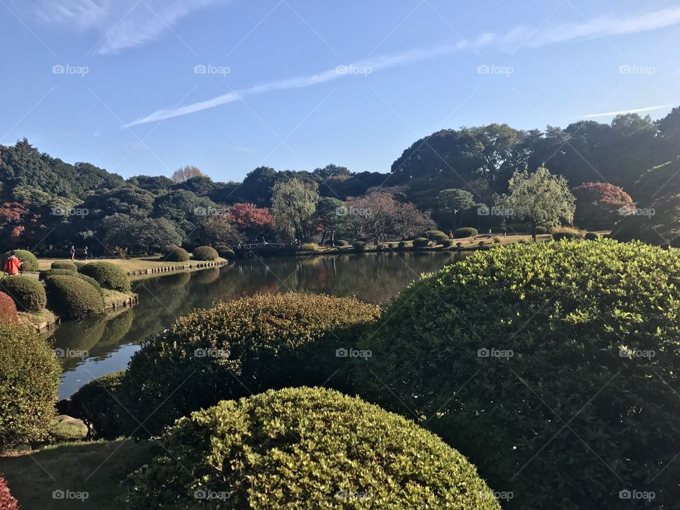 Sunny day in japanese park