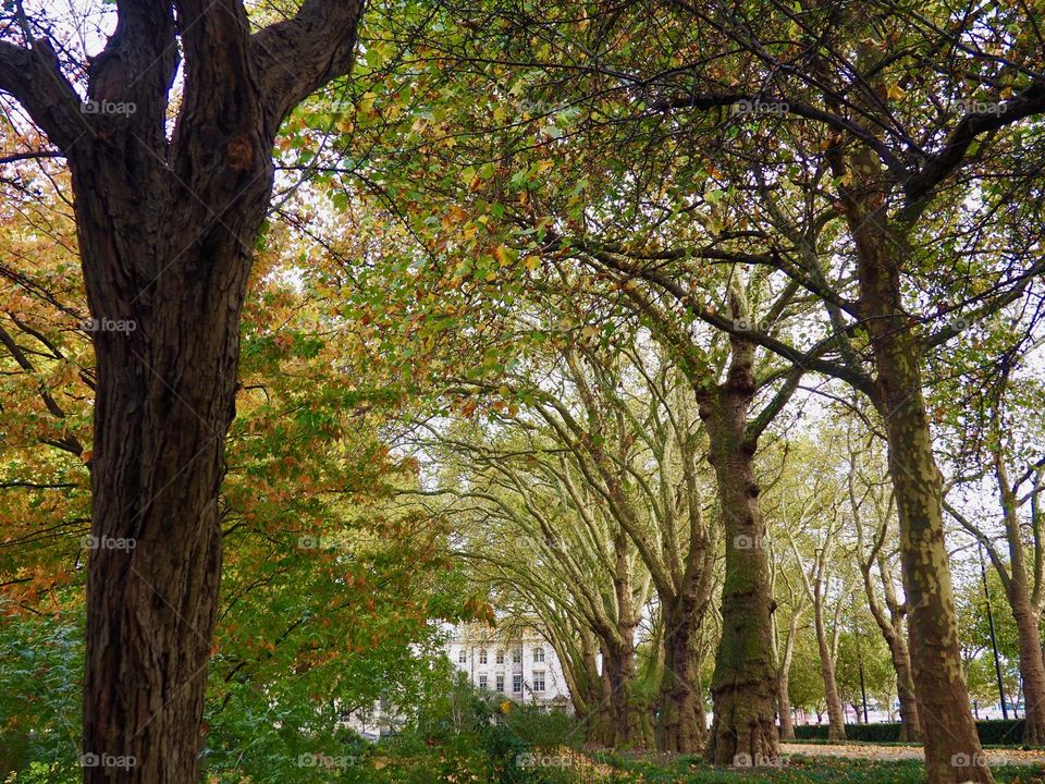 Beautiful lane of majestic trees on a fall day in London.