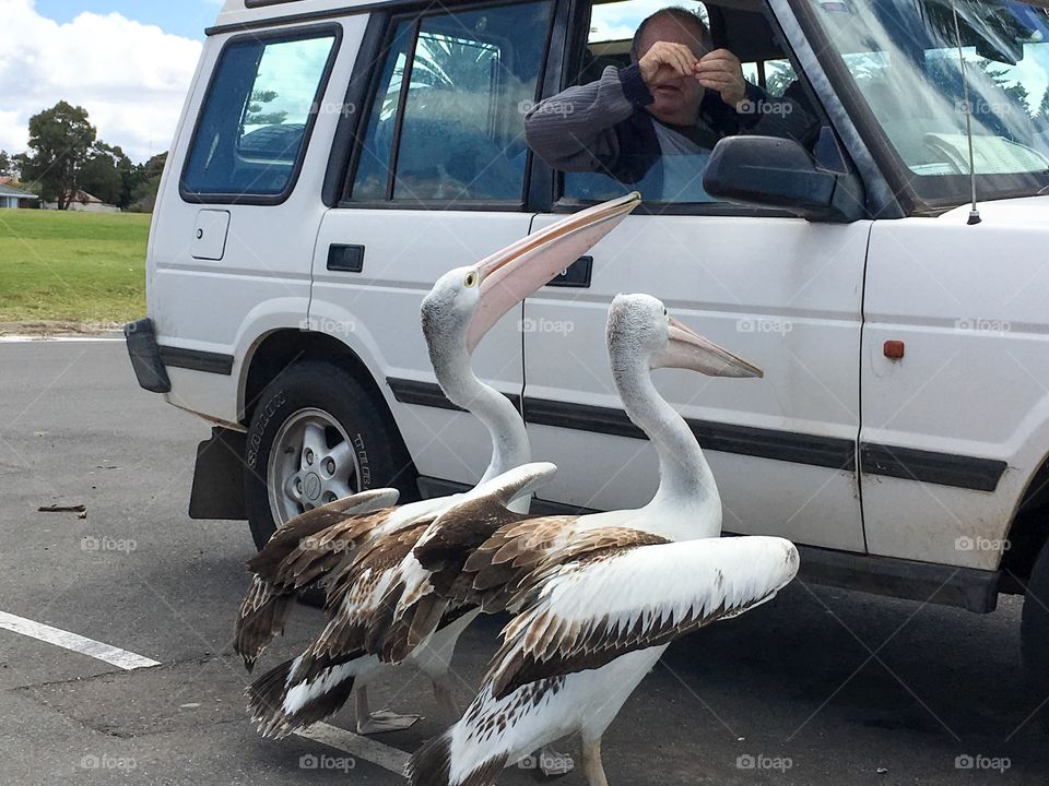 Giant Australian seagulls ... Just kidding, 2 Pelicans looking for food handouts from people in vehicle