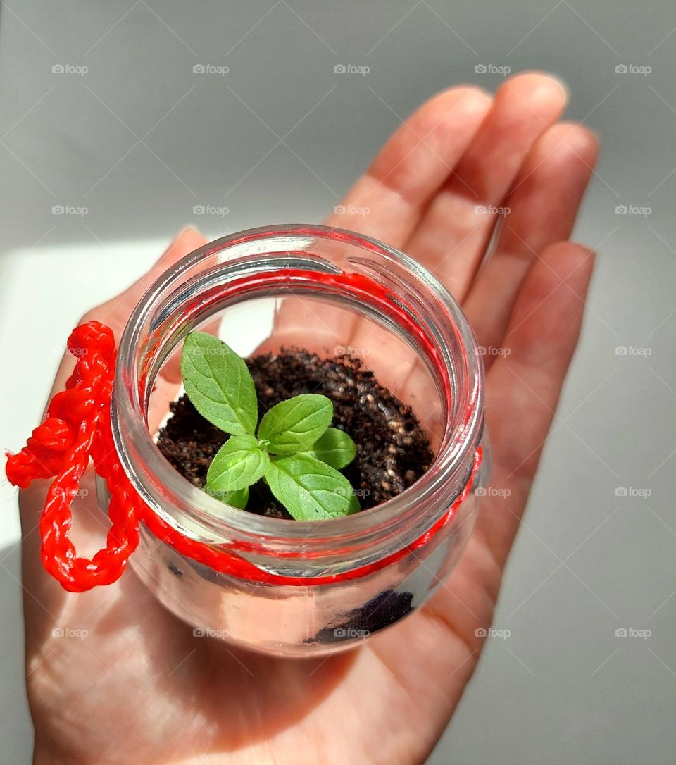 Mini plant