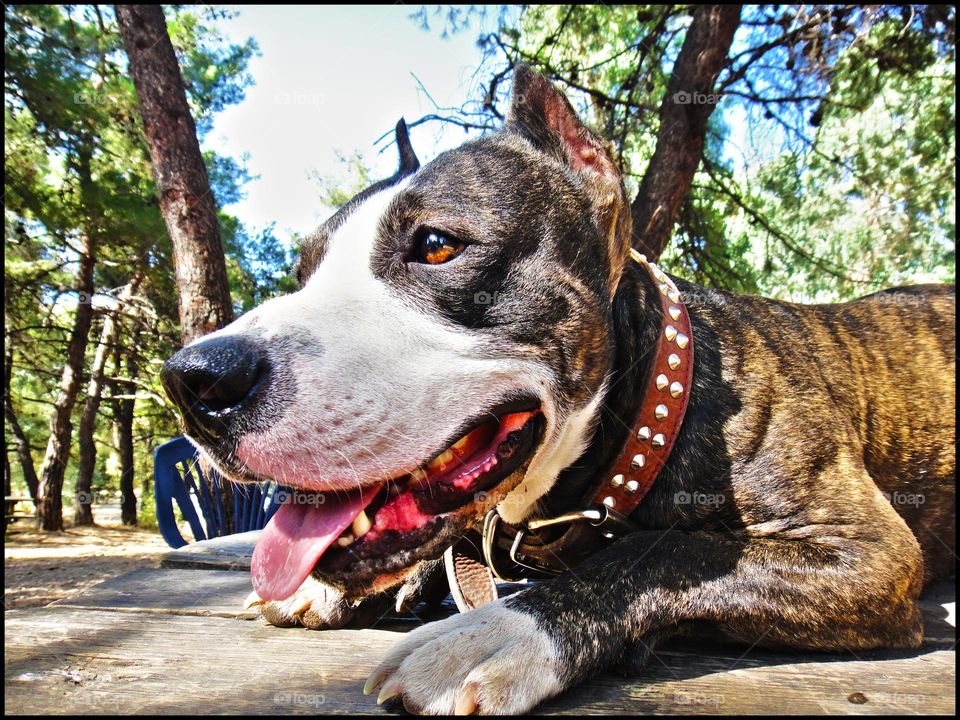 Cute small Pitbull dog profile close up shooting amazing friend