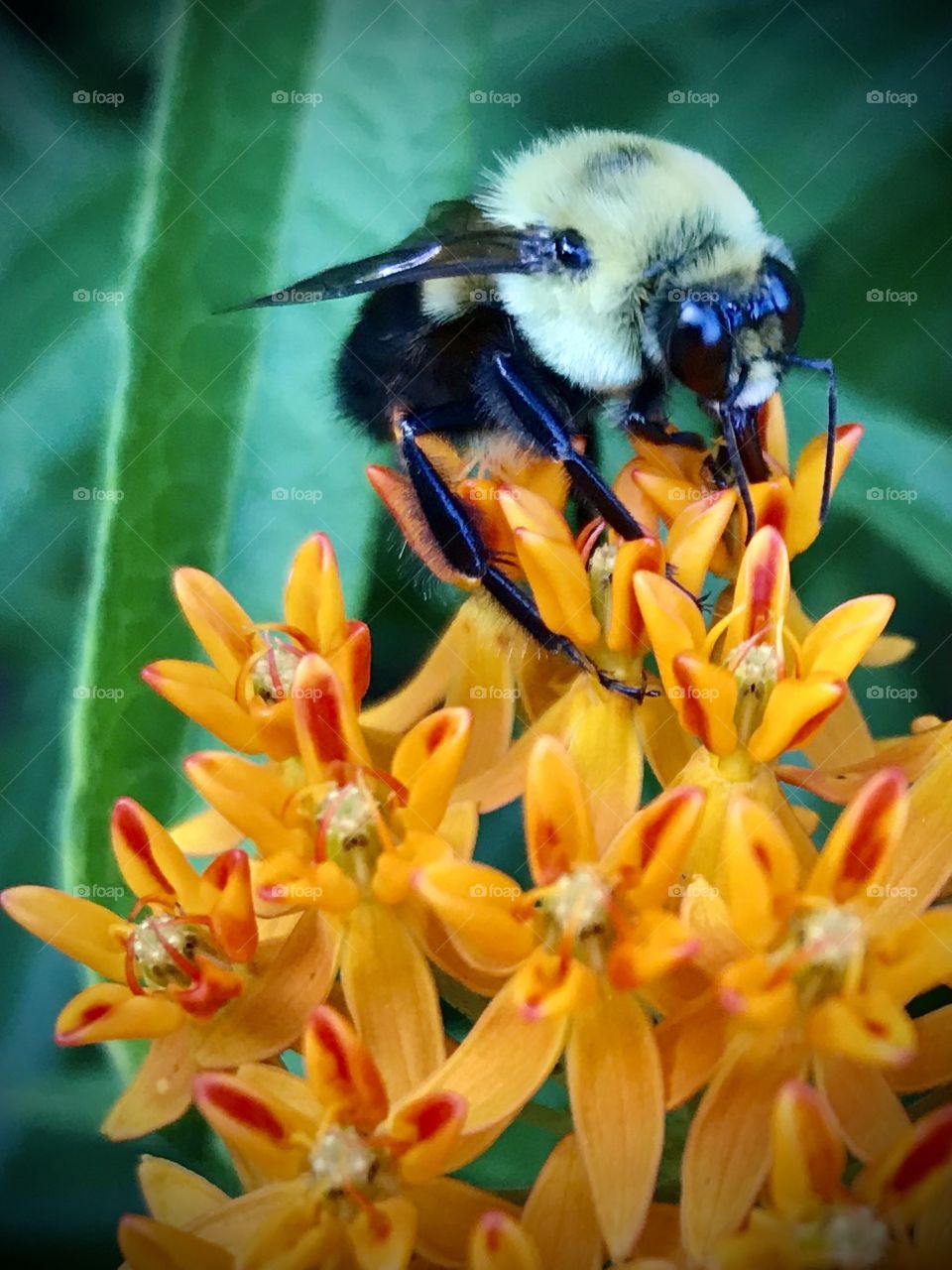 Hard working bumblebee extracting nectar 