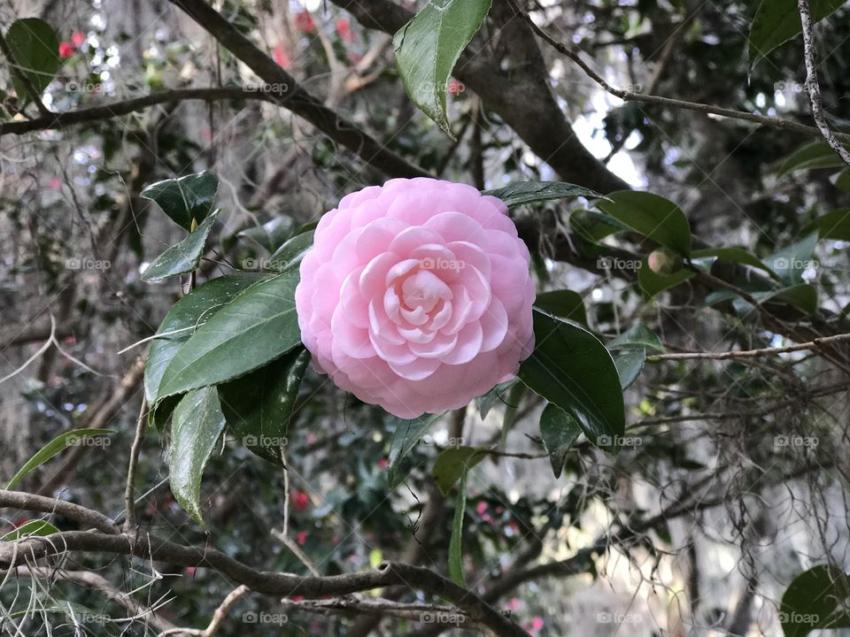 Untouched Perfection 