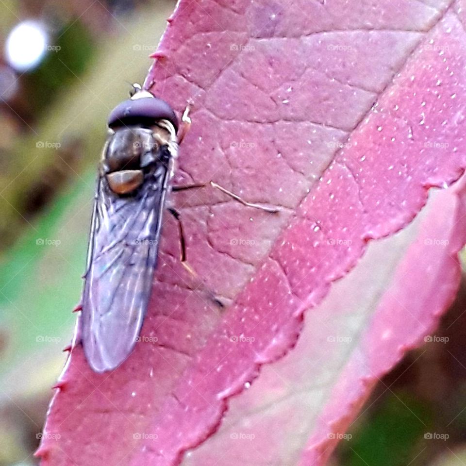 close-up of a fly sitting on a red leaf in autumn garden