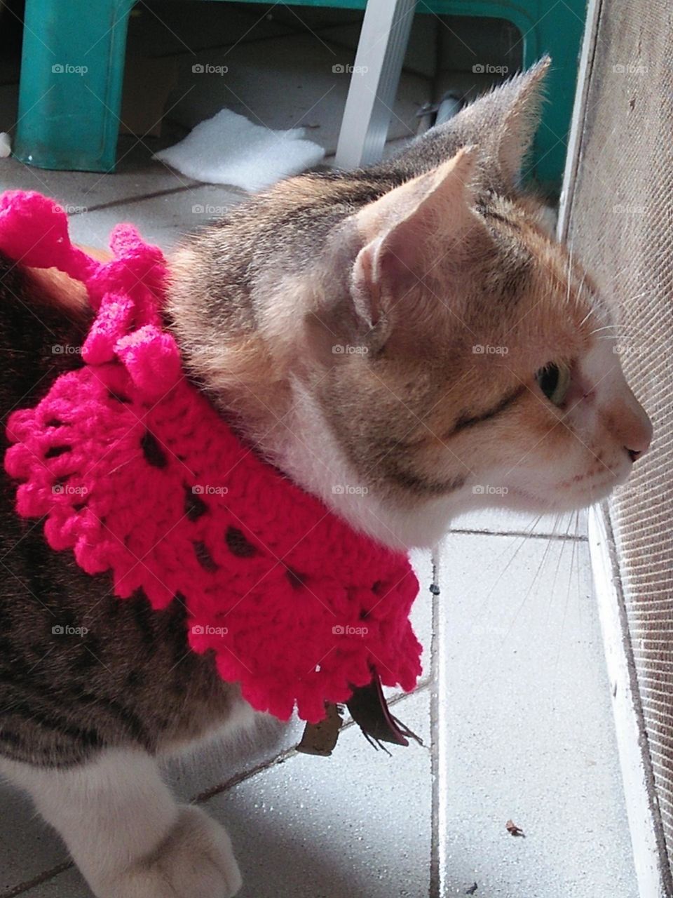 Boly using the new colar cat