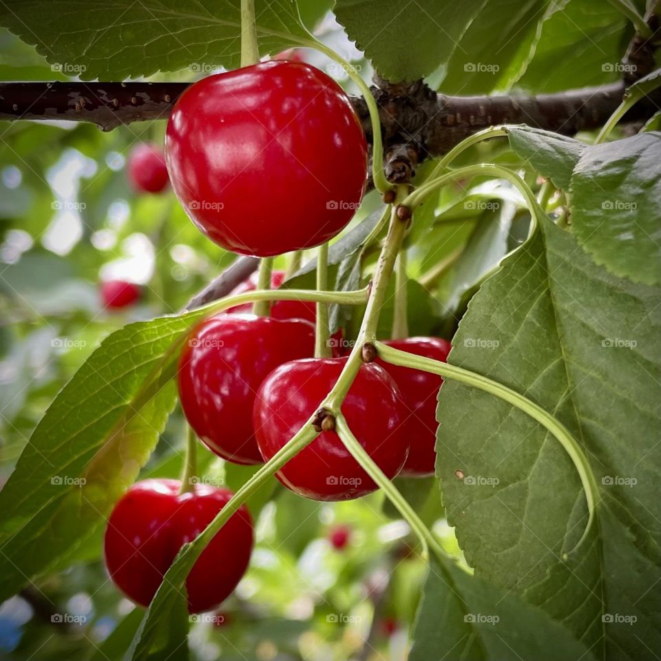 Sour Cherries… 