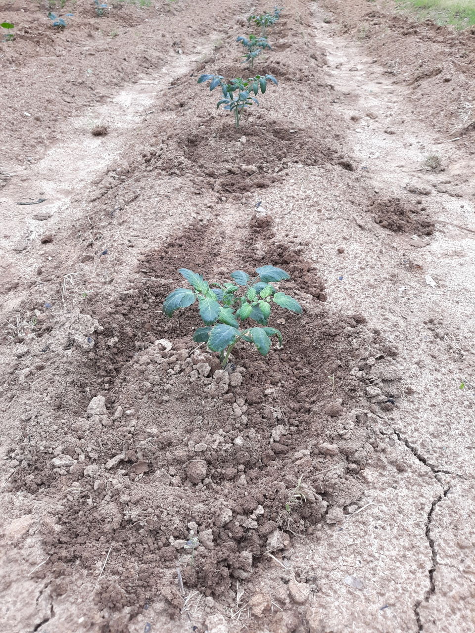 Tomato Plant Row