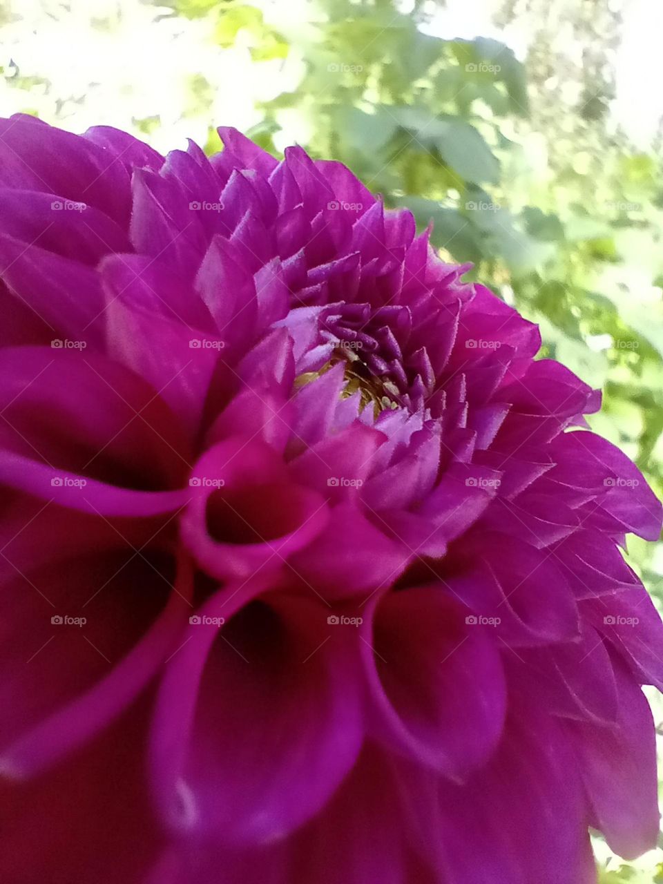 Dahlia